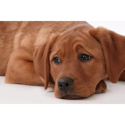 🐾 How to Stop Dog Separation Anxiety Naturally: Proven Tips for Calmer, Happier Dogs