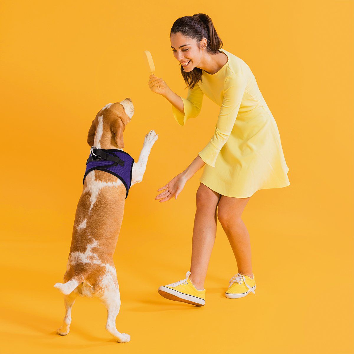 A dog wearing York mesh dog harness with breathable padding and adjustable fit for small to medium breeds