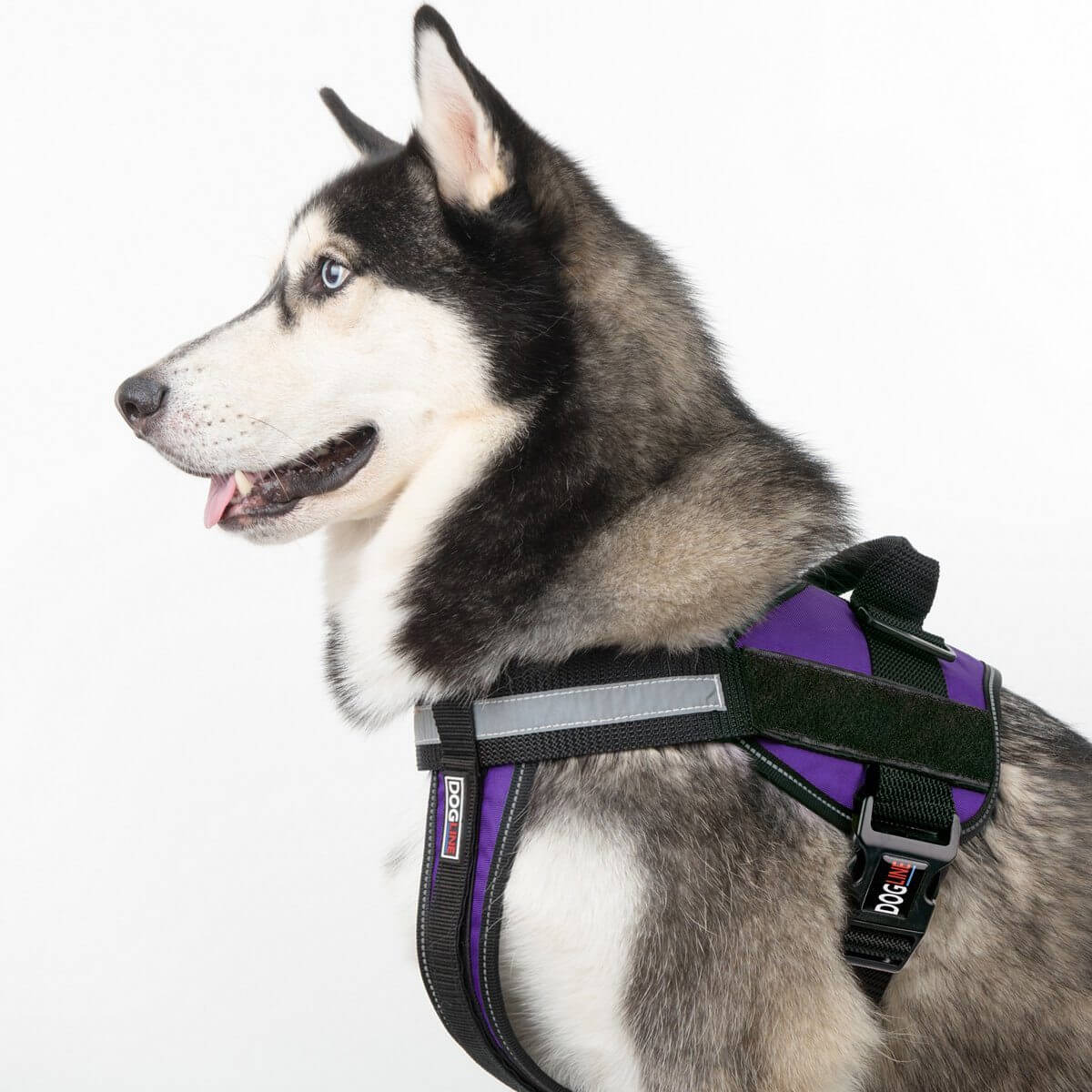 Husky dog in adjustable harness ready for a walk or hike