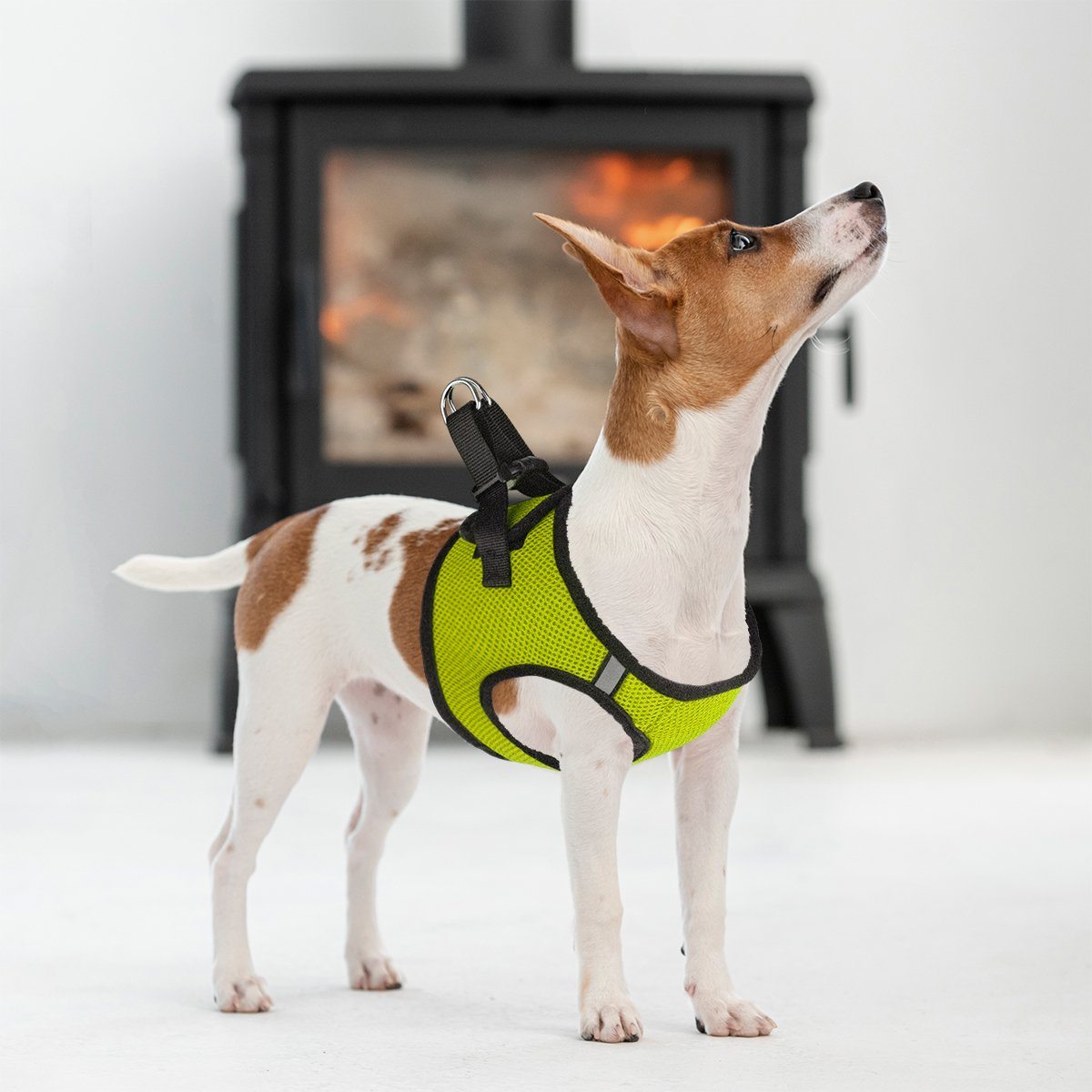 A dog wearing York mesh dog harness with breathable padding and adjustable fit for small to medium breeds