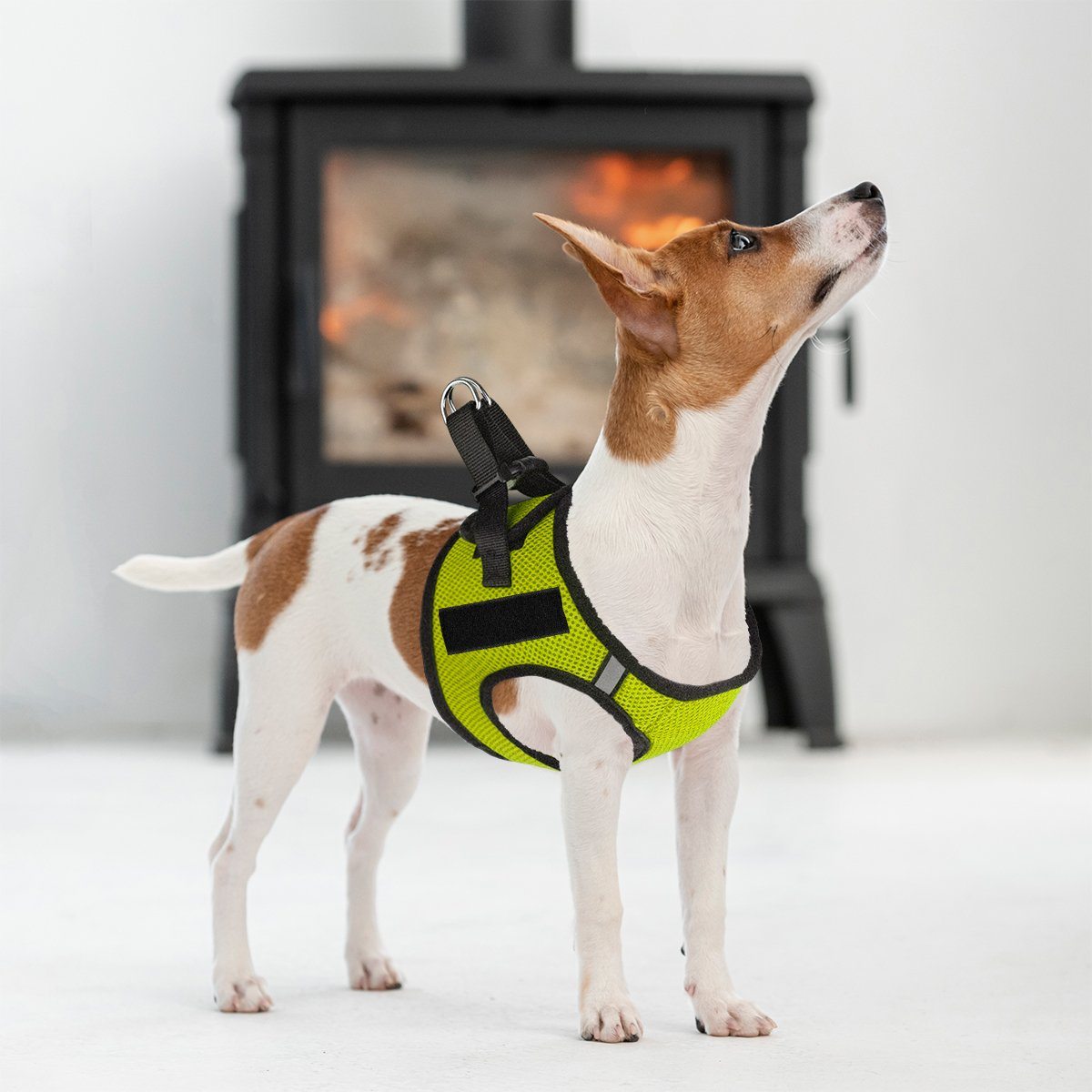 a dog wearing a York mesh dog harness with built-in hook and loop fasteners for easy adjustment and secure, breathable fit