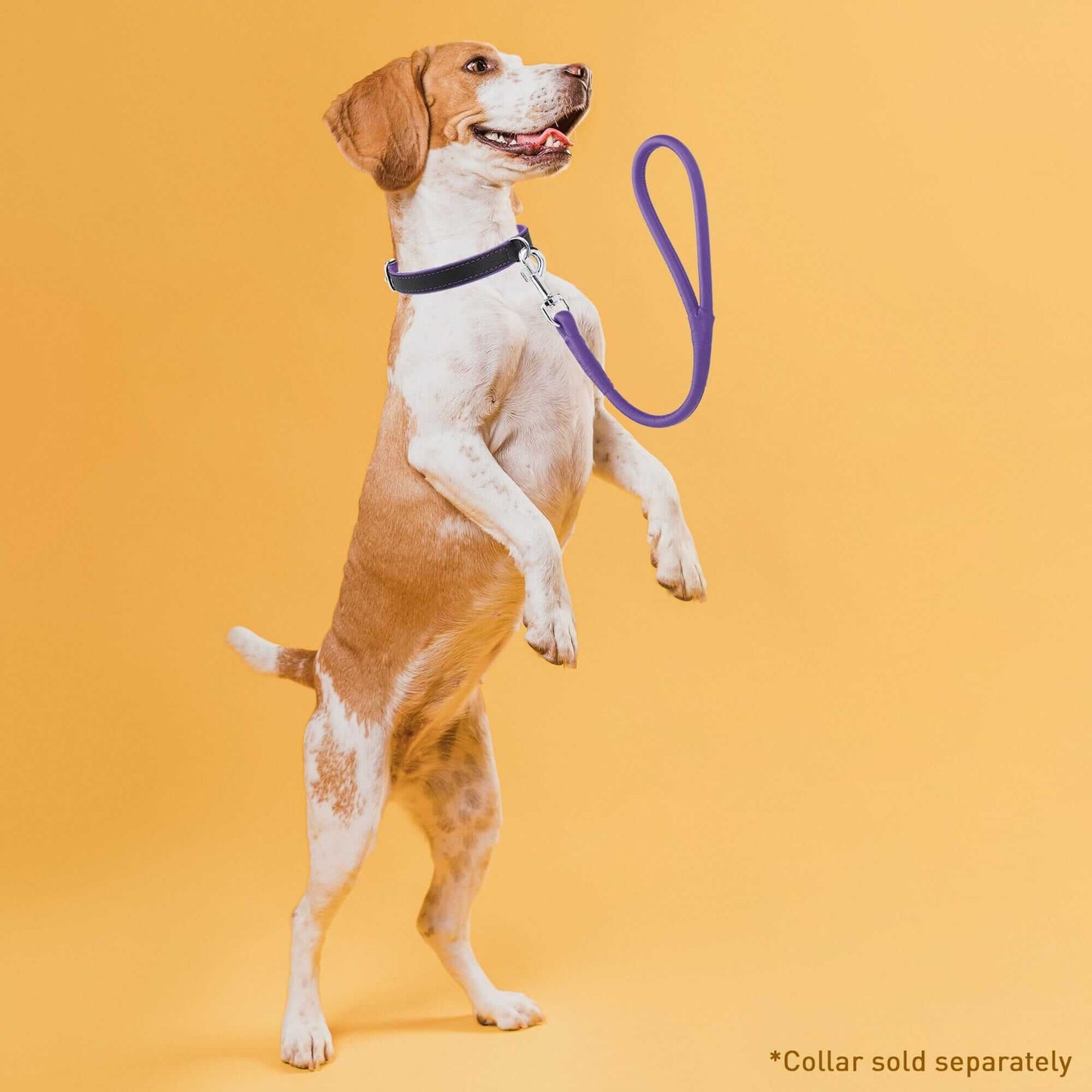 a dog wearing Soft leather round traffic lead for dogs, short control leash ideal for training and urban walking