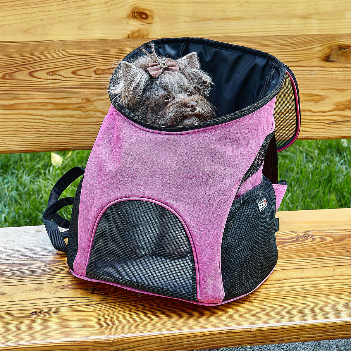 Pet carrier backpack with small dog inside, head sticking out for comfortable and hands-free travel