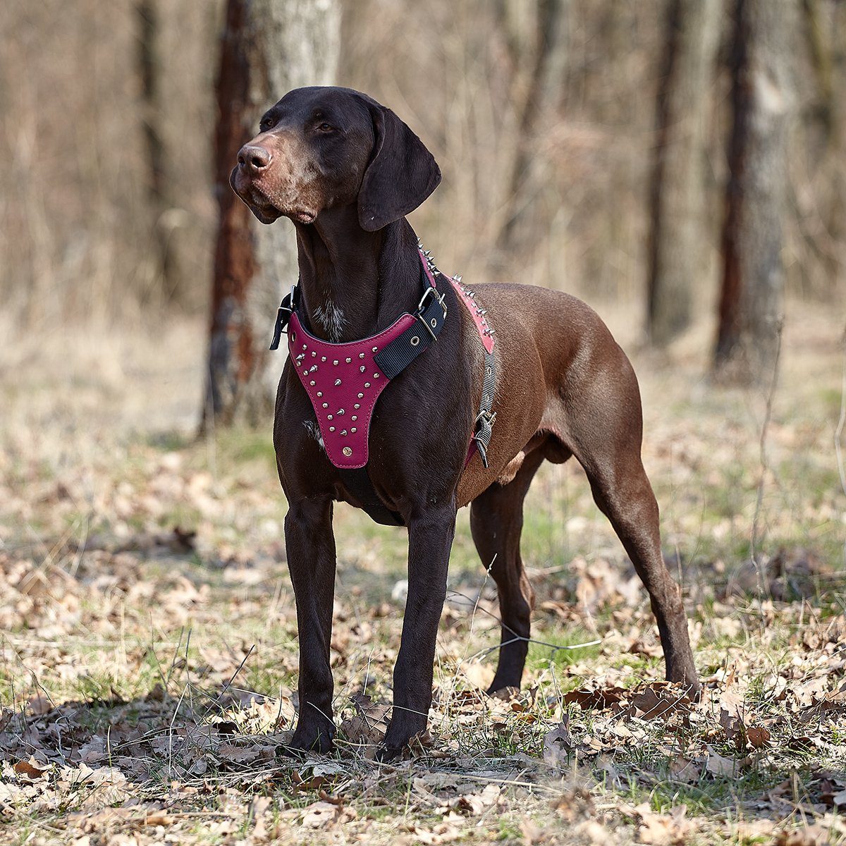 a dog wearing a Leather and nylon spike dog harness – sturdy, stylish harness with metal spikes for control and protection during walks