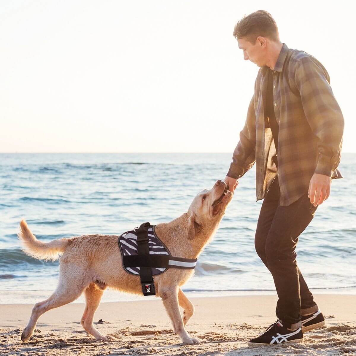 Dog in a secure harness enjoying a sunny day at the beach