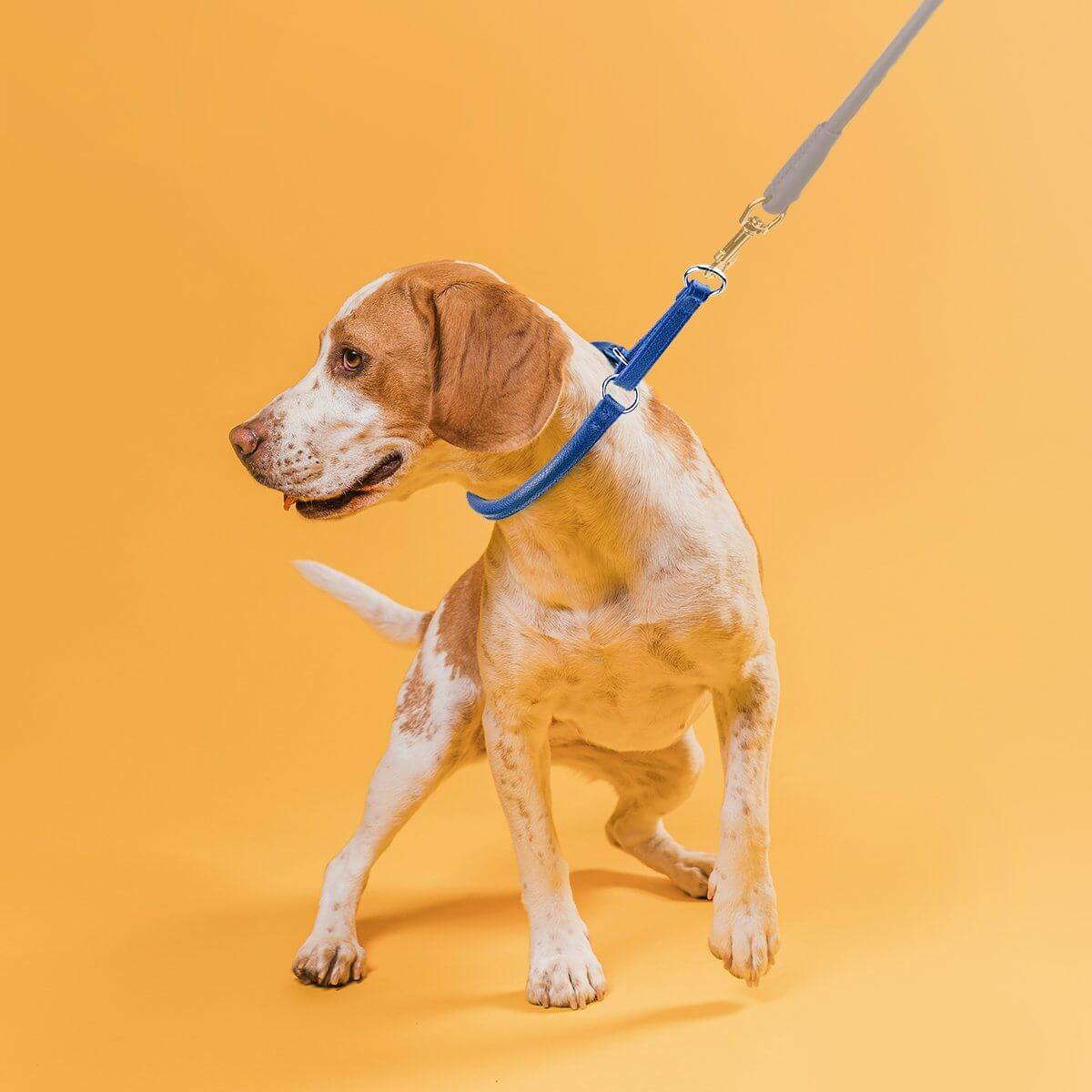 Soft leather round martingale collar for dogs, no-pull training collar with adjustable fit and gentle control