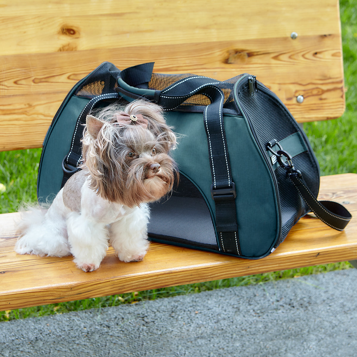 Airline-approved pet carrier backpack with small dog inside, head sticking out for safe, comfortable, and hands-free travel"