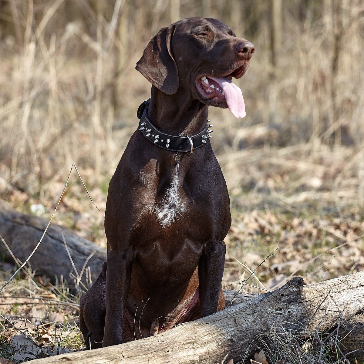 a dog wearing a Leather and nylon spike dog collar – durable, stylish protection collar with metal spikes for medium and large breeds