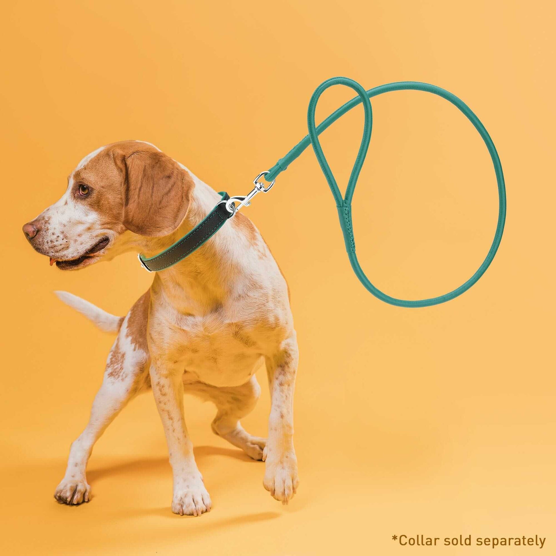 a dog wearing a Soft leather round dog lead with comfortable grip and durable construction for everyday walking