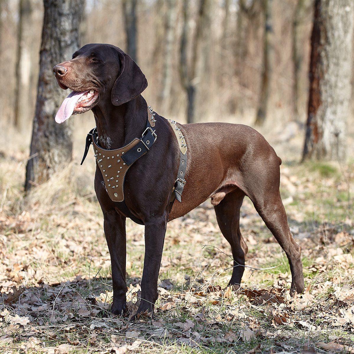a dog wearing a Leather and nylon spike dog harness – sturdy, stylish harness with metal spikes for control and protection during walks
