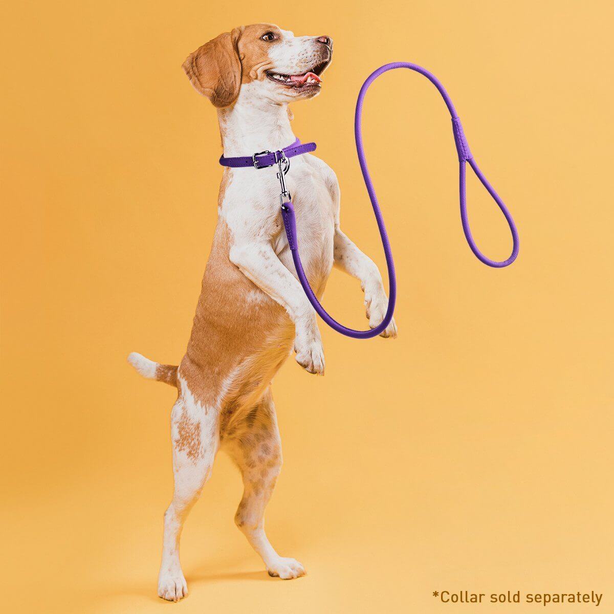 a dog wearing a Soft leather round dog lead with comfortable grip and durable construction for everyday walking