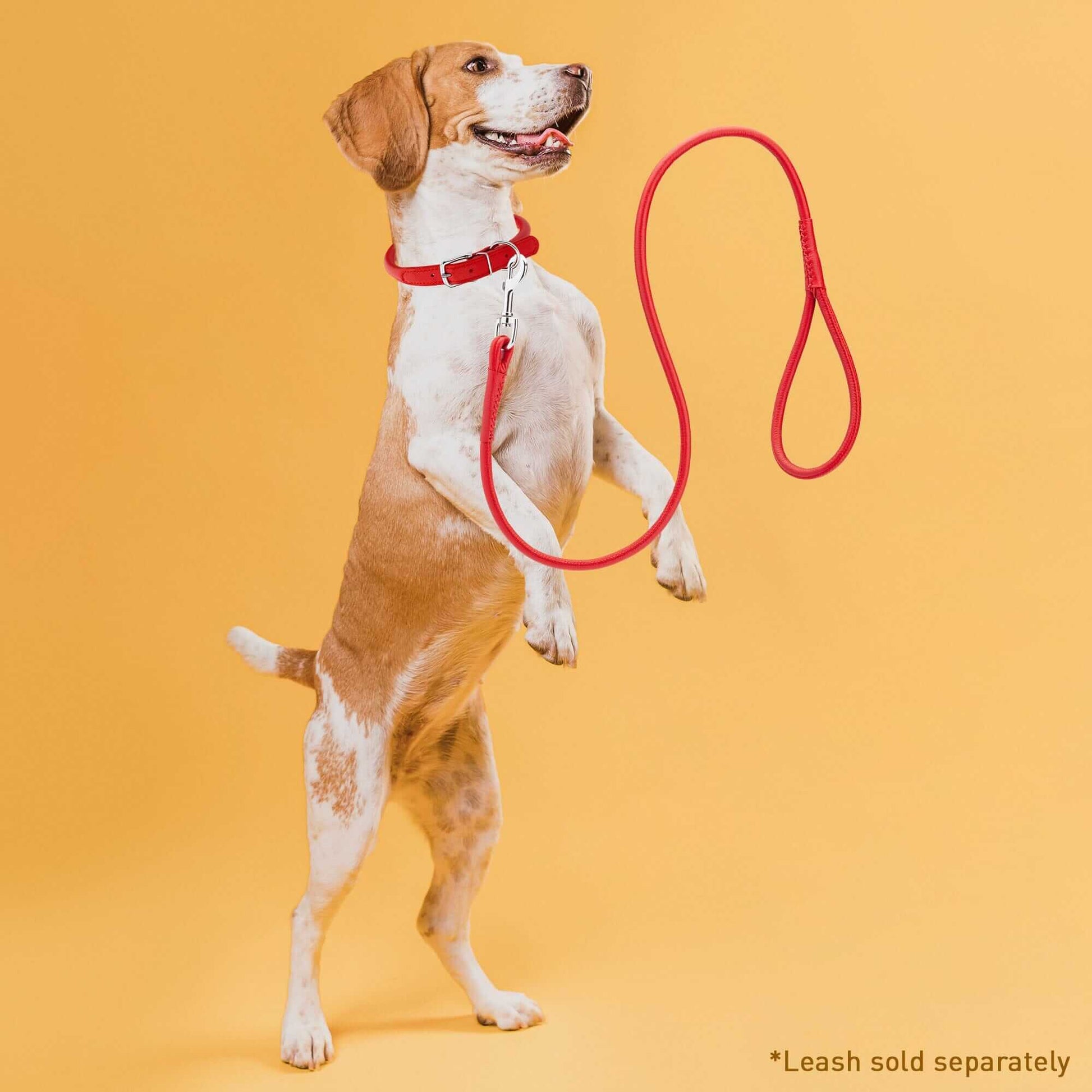 Dog wearing a white soft leather round collar against a yellow background