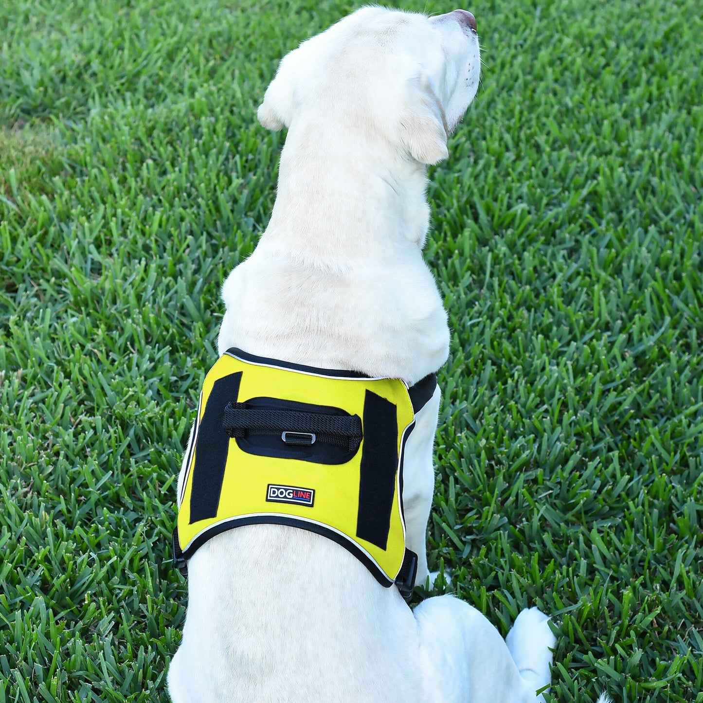 A dog wearing a Dogline Quest no-pull dog harness – multi-purpose, adjustable harness for training, walking, and control with front and back leash clips