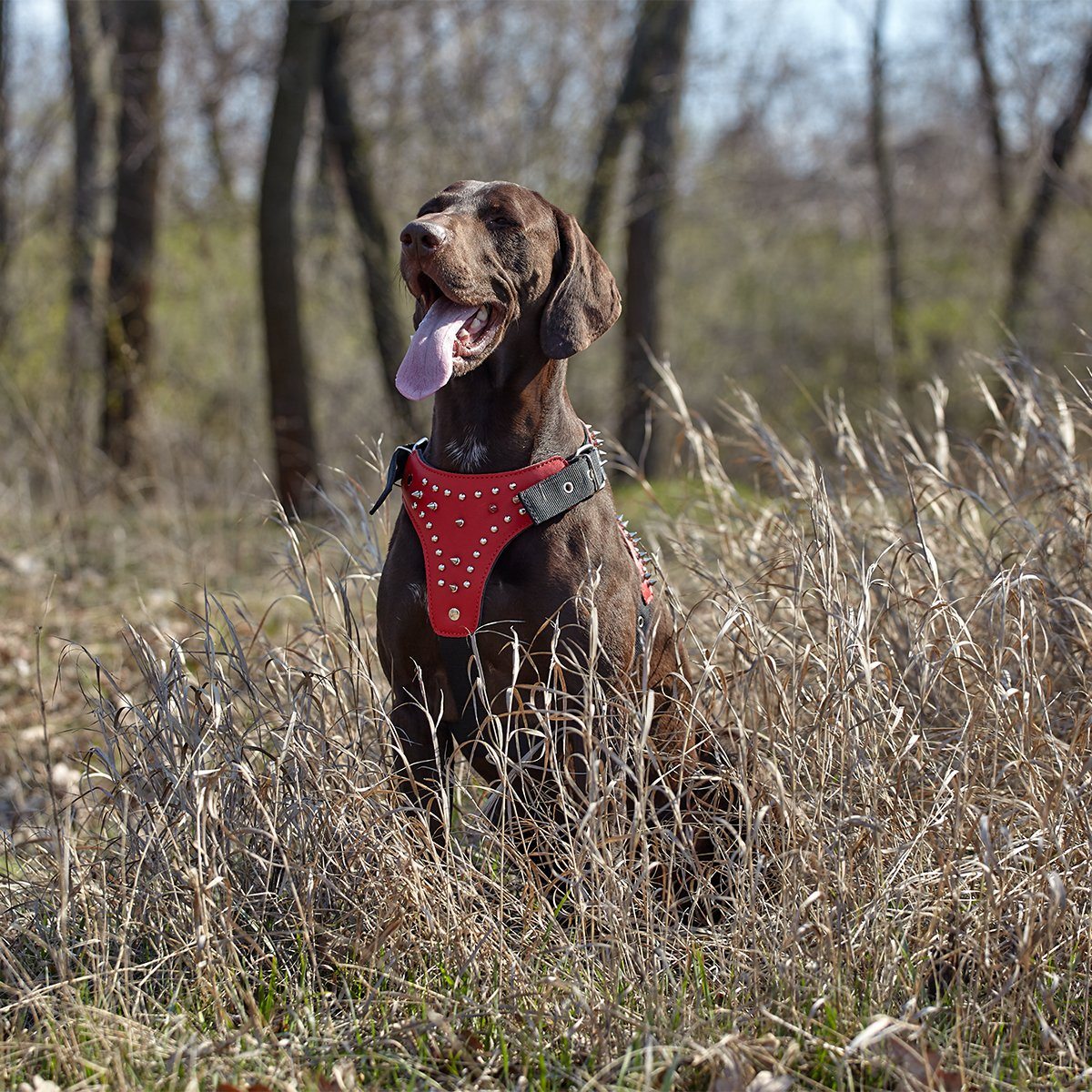 a dog wearing a Leather and nylon spike dog harness – sturdy, stylish harness with metal spikes for control and protection during walks
