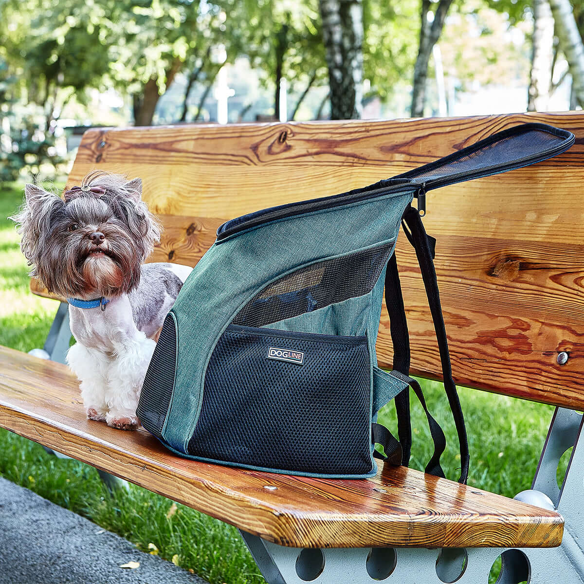 Pet carrier backpack with small dog inside, head sticking out for comfortable and hands-free travel
