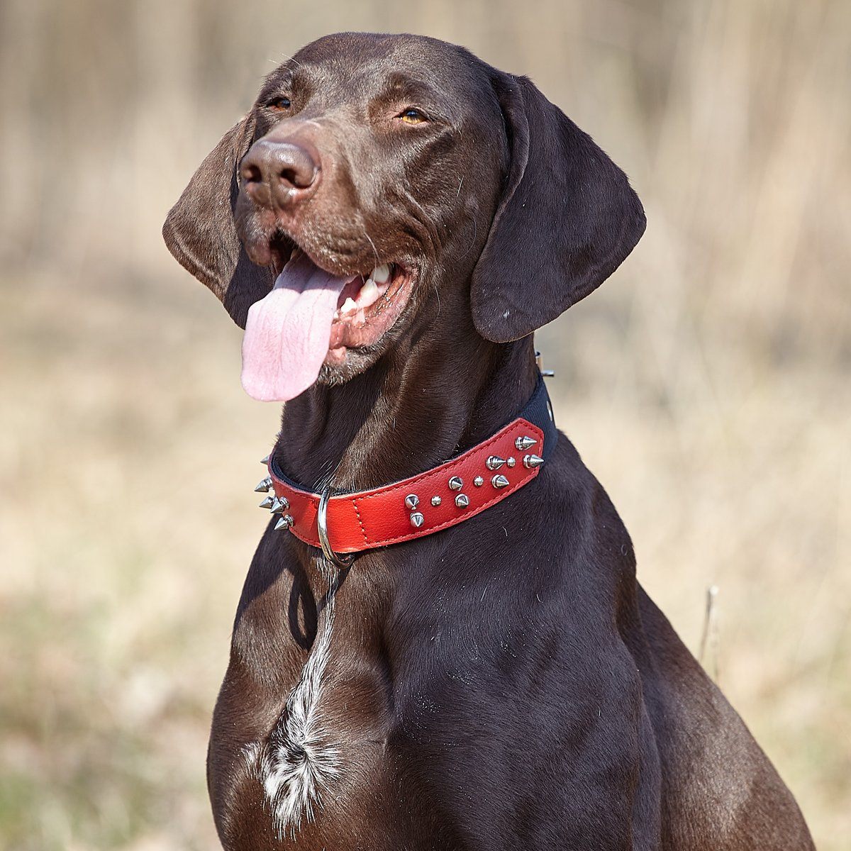 a dog wearing a Leather and nylon spike dog collar – durable, stylish protection collar with metal spikes for medium and large breeds