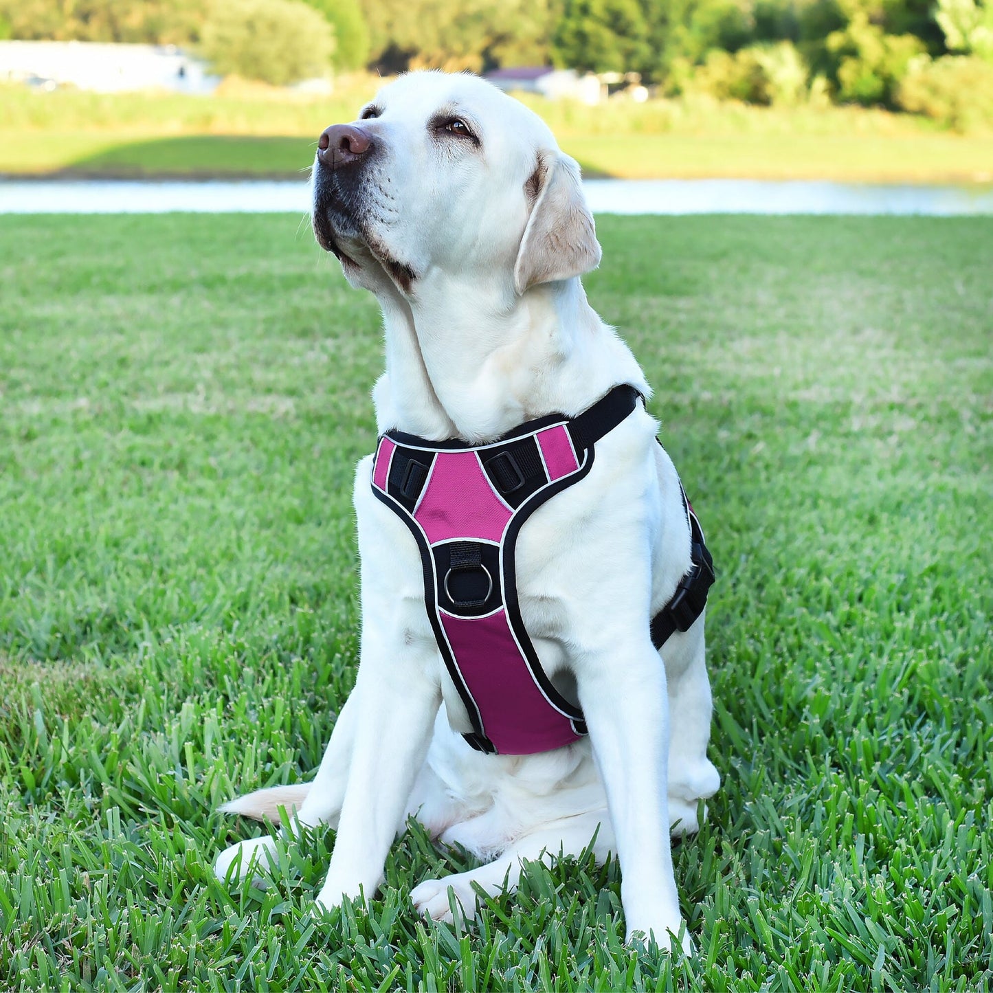 A dog wearing a Dogline Quest no-pull dog harness – multi-purpose, adjustable harness for training, walking, and control with front and back leash clips