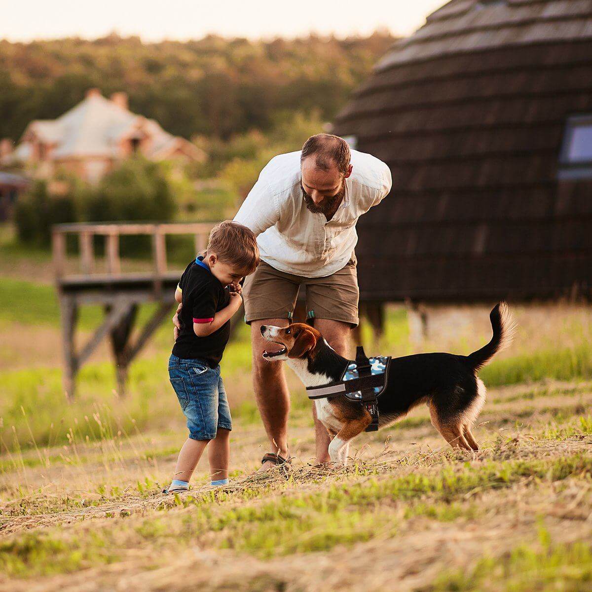 Active dog wearing durable harness on a mountain hike with owner