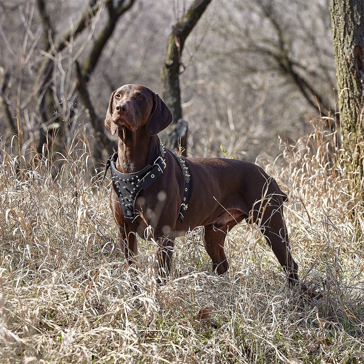 a dog wearing a Leather and nylon spike dog harness – sturdy, stylish harness with metal spikes for control and protection during walks