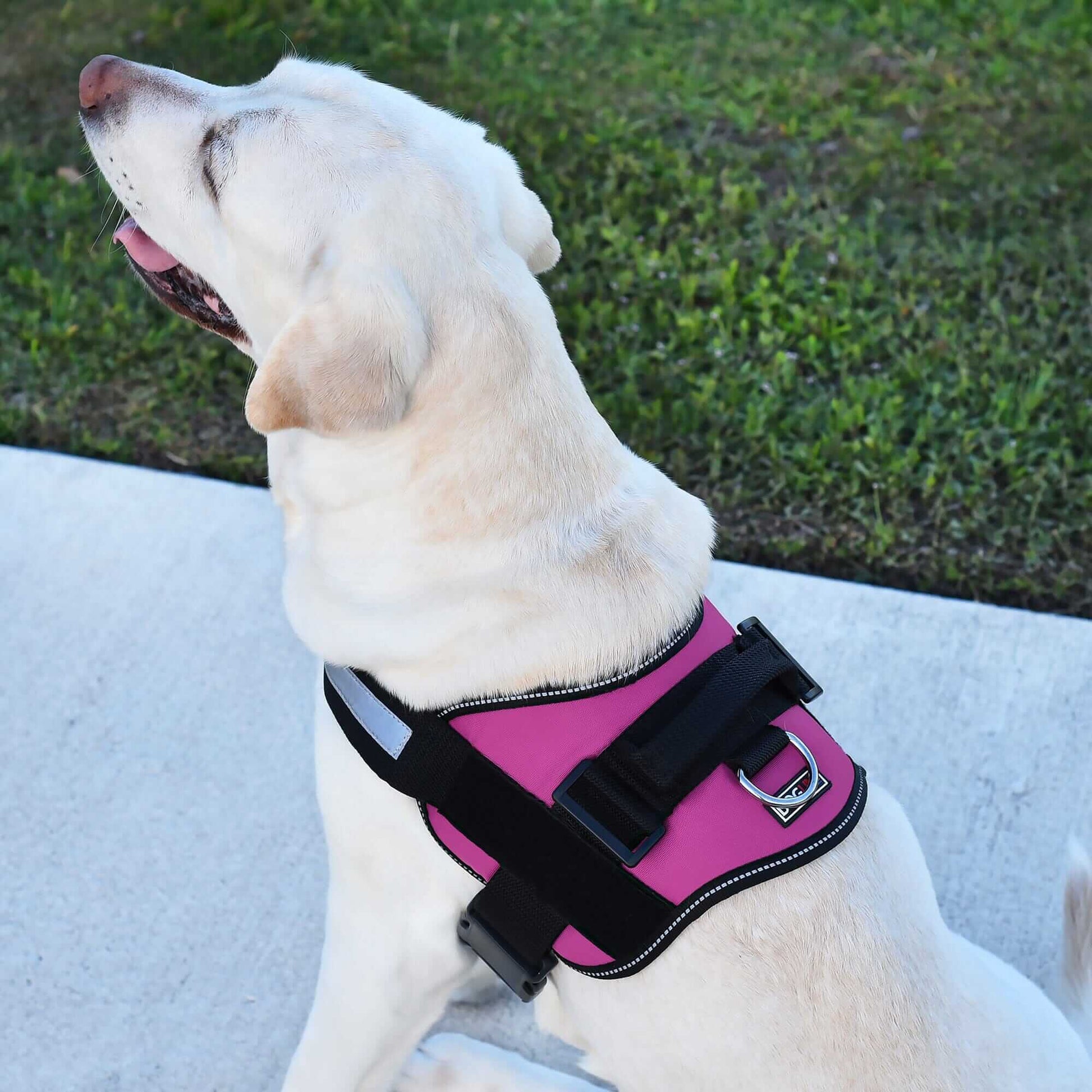 Durable pet harness for walking, training, and outdoor adventures