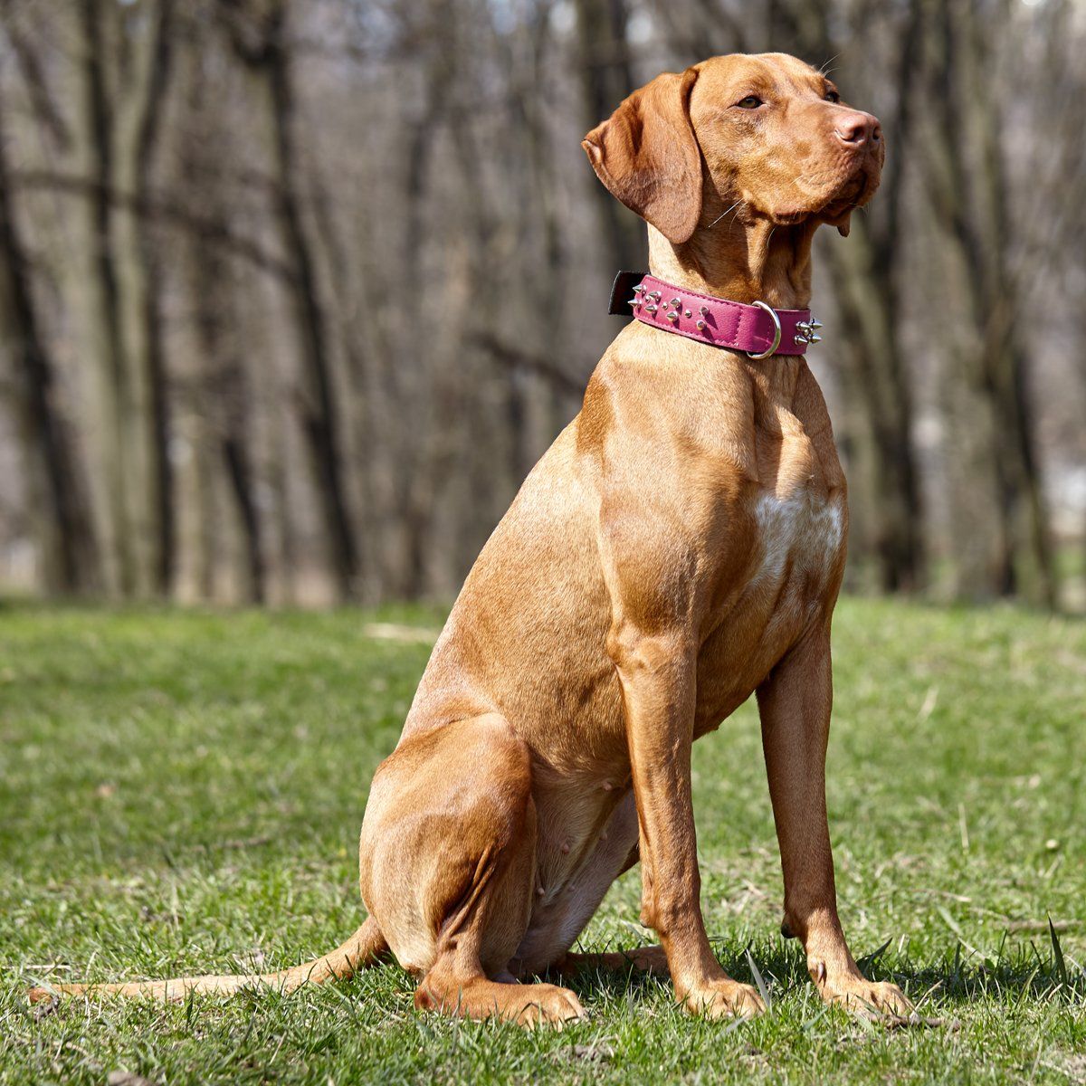 a dog wearing a Leather and nylon spike dog collar – durable, stylish protection collar with metal spikes for medium and large breeds
