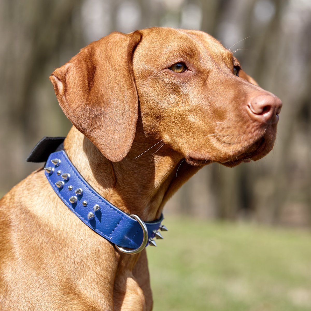 a dog wearing a Leather and nylon spike dog collar – durable, stylish protection collar with metal spikes for medium and large breeds