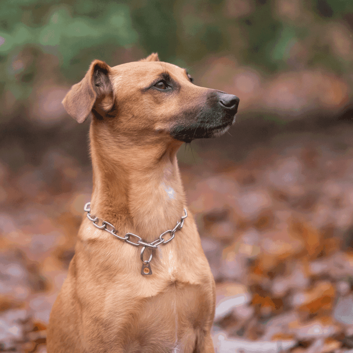 "Herm Sprenger short link fur saver collar – stainless steel dog training collar designed to protect coat and skin