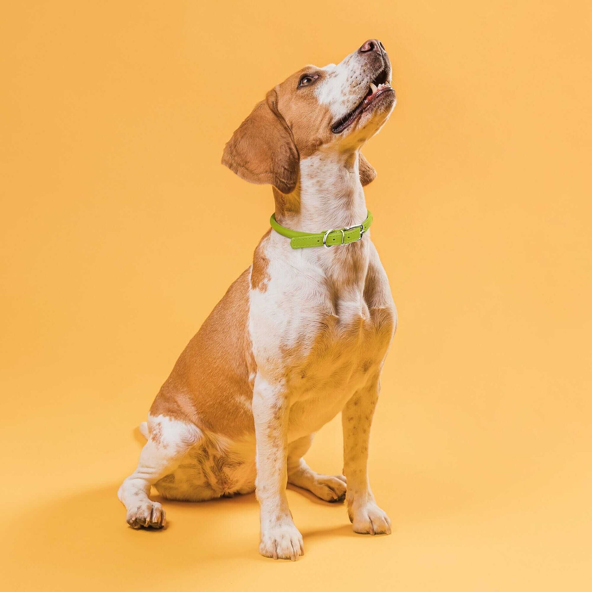 Dog wearing a white soft leather round collar against a yellow background