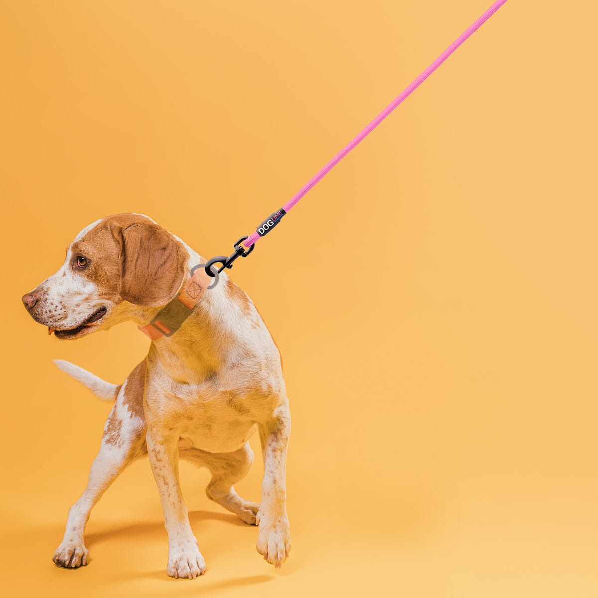 a dog wearing a Nylon leash for dogs with padded handle and black snap hook, 11 color options, round design
