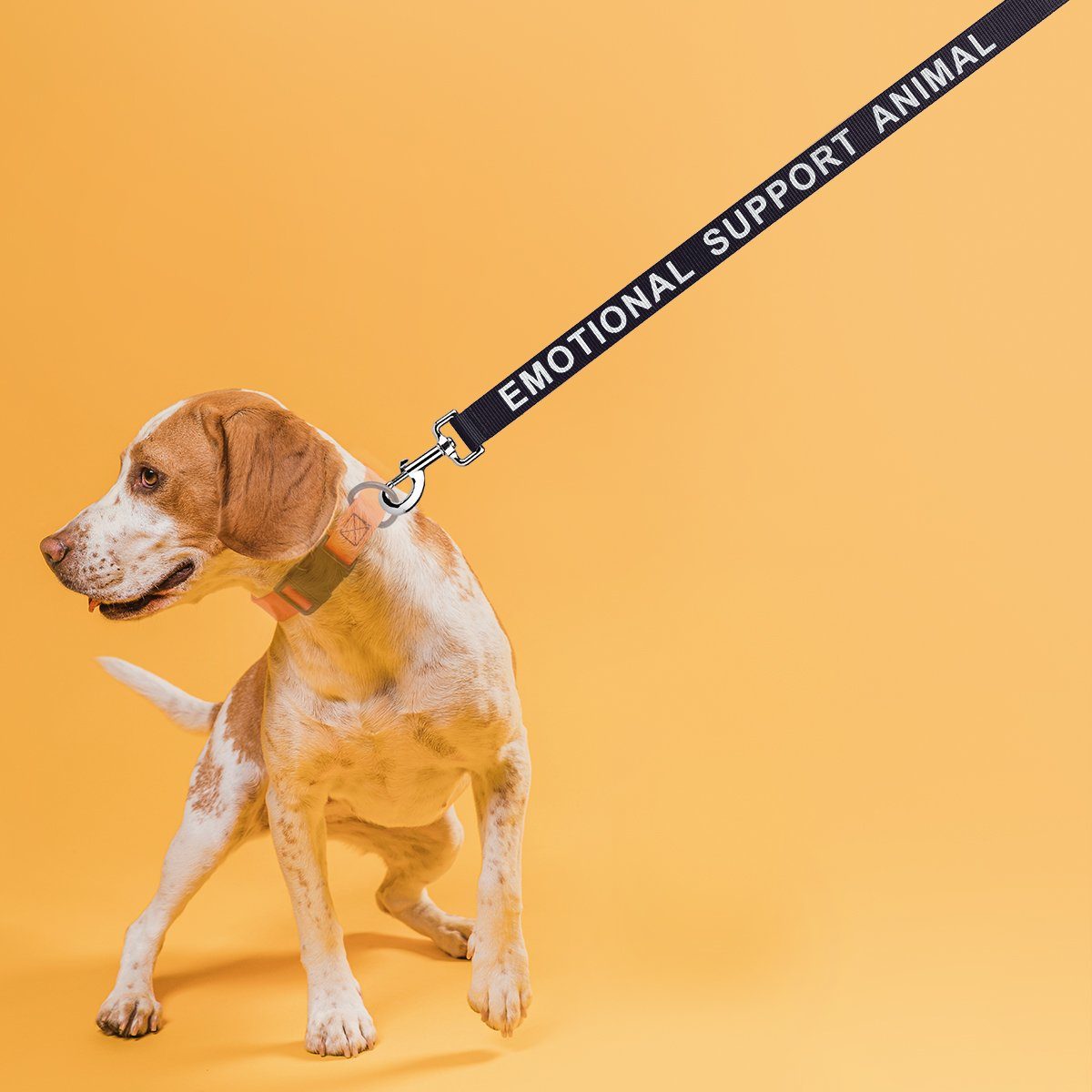 a dog wearing a Reflective nylon dog leash with high-visibility stitching and durable hardware for safe nighttime walks"