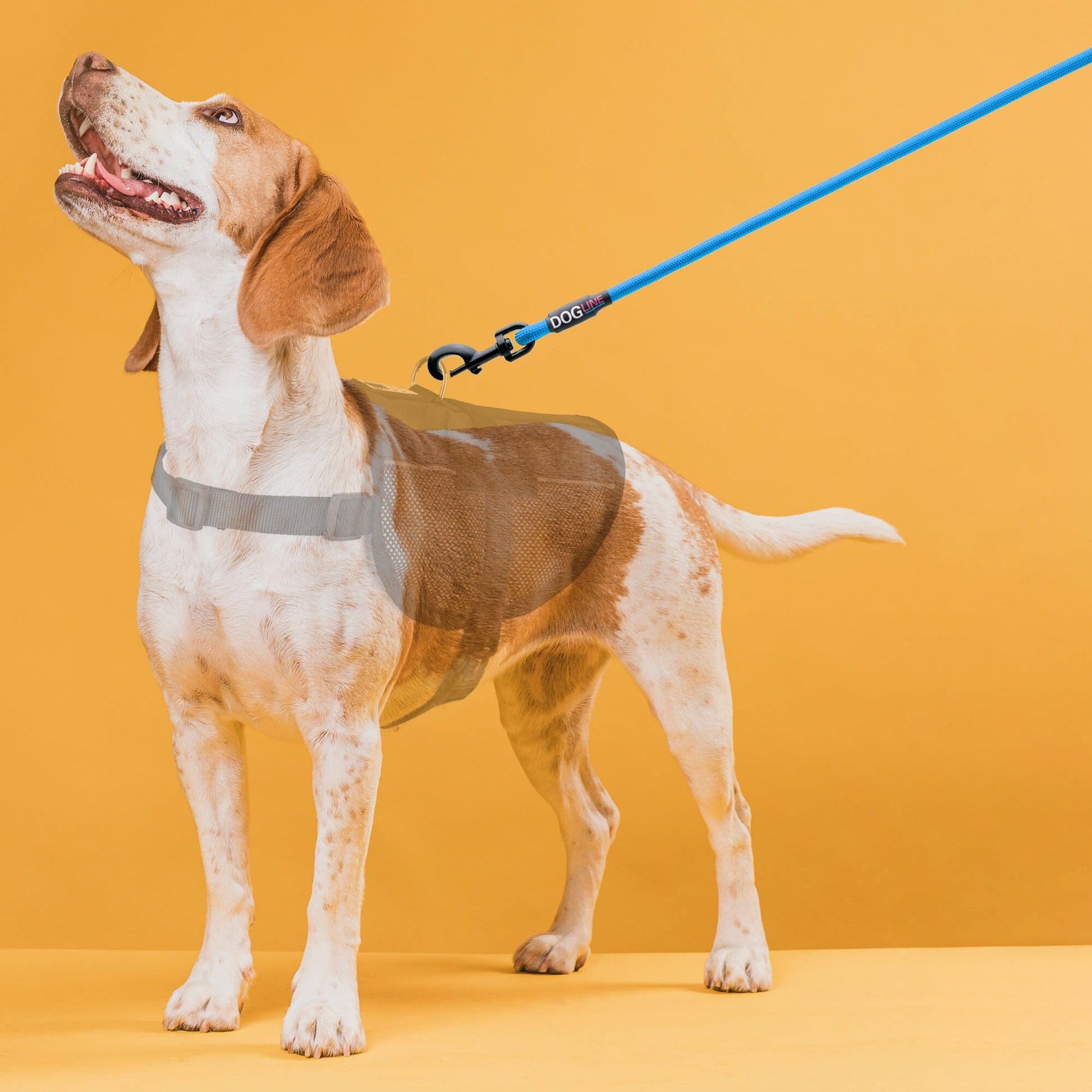 a dog wearing a Nylon leash for dogs with padded handle and black snap hook, 11 color options, round design