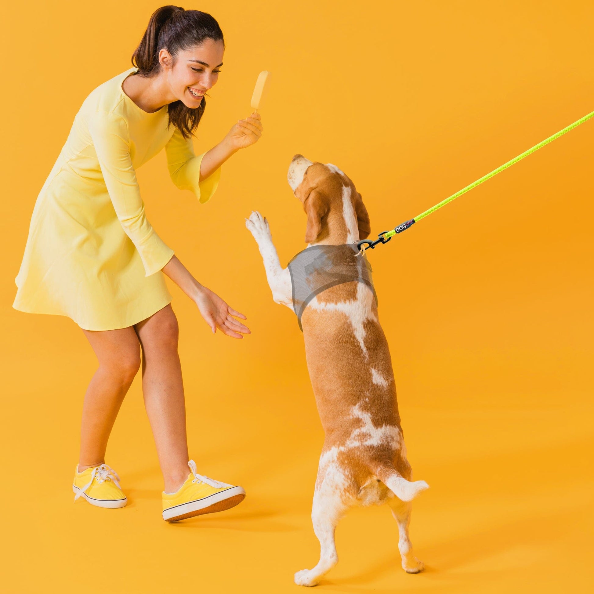 a dog wearing a Nylon leash for dogs with padded handle and black snap hook, 11 color options, round design