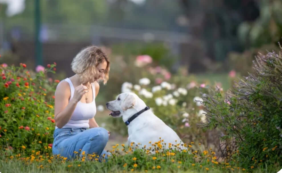 Smart dog collar by PetPace monitoring dog's health while sitting with the owner