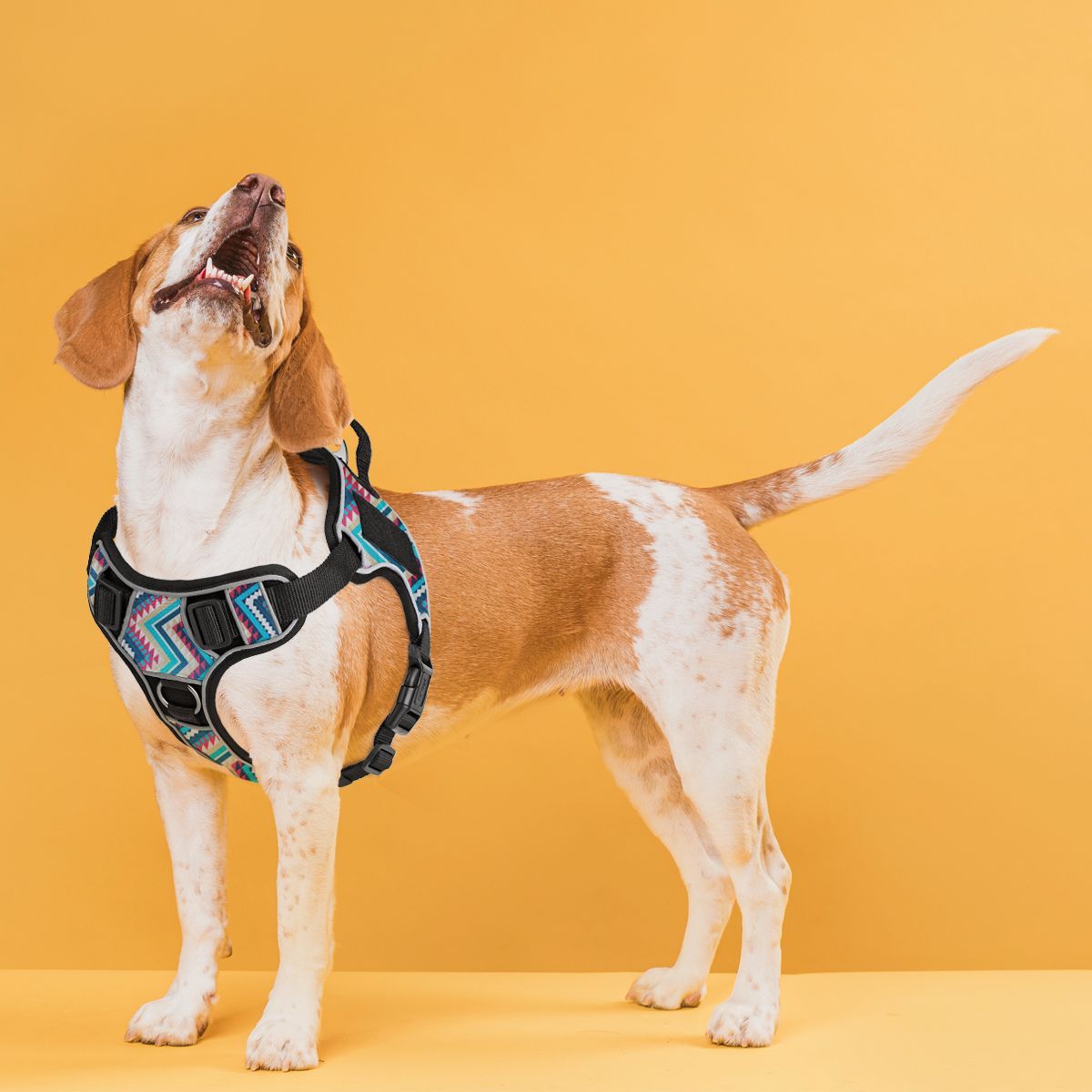 A dog wearing a Dogline Quest no-pull dog harness – multi-purpose, adjustable harness for training, walking, and control with front and back leash clips