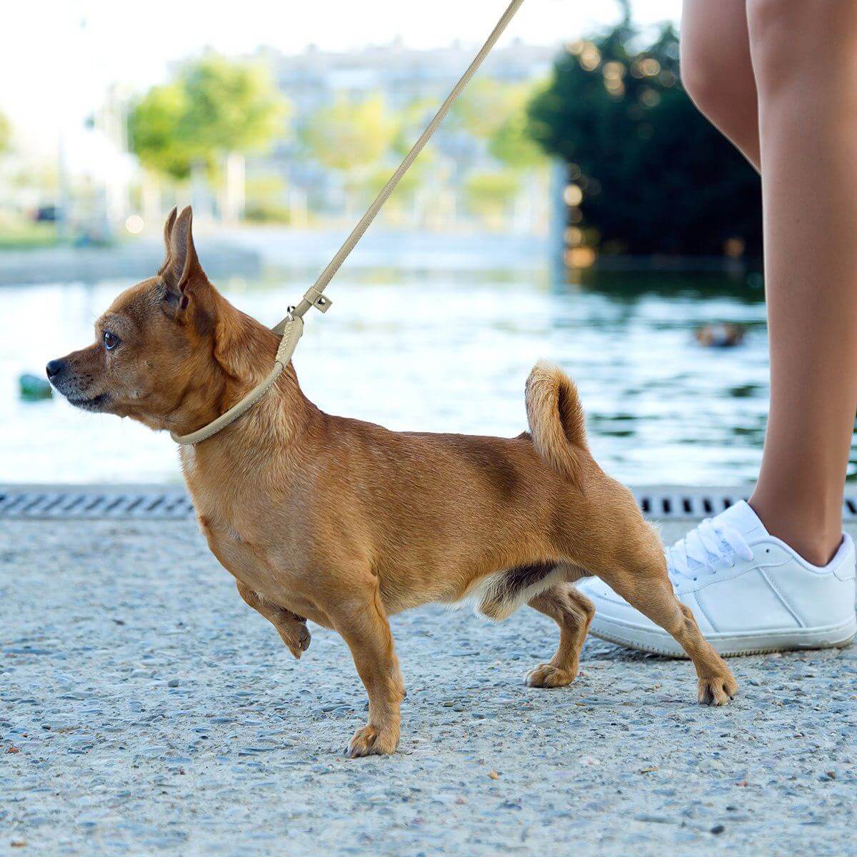 a dog wearing Soft leather round slip lead for dogs, all-in-one leash and collar for easy handling and quick control during walks or training