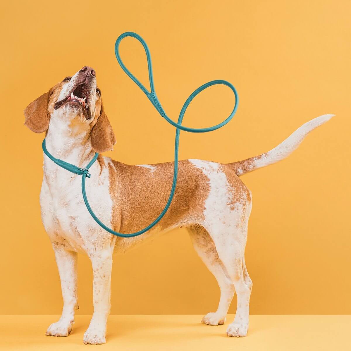 a dog wearing Soft leather round slip lead for dogs, all-in-one leash and collar for easy handling and quick control during walks or training
