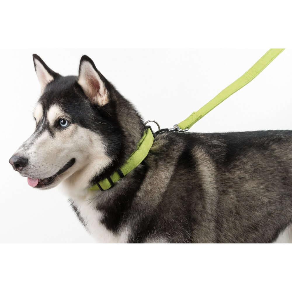 a huskie wearing Comfort microfiber flat dog collar with soft padded lining and adjustable buckle for everyday wear