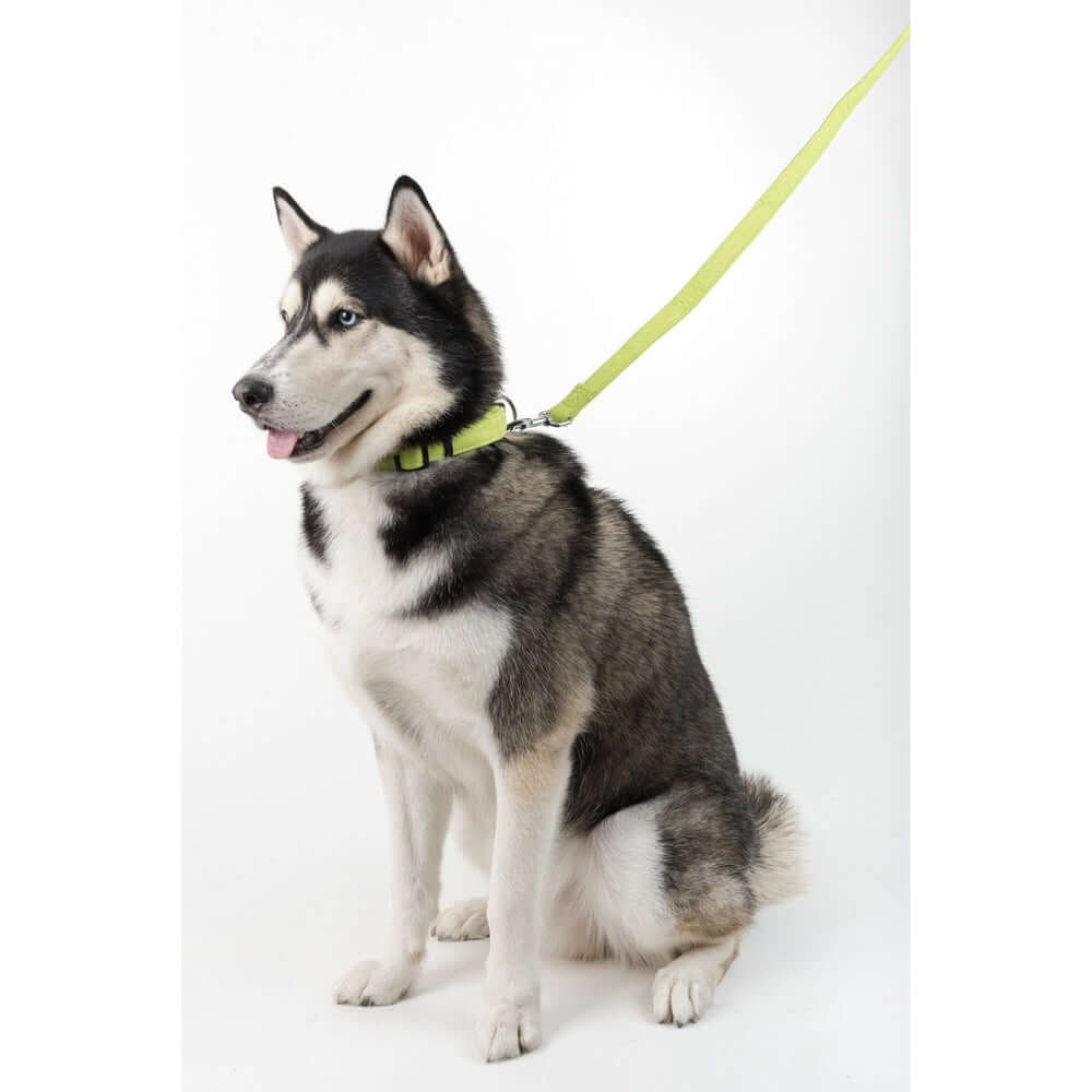 a huskie wearing a Comfort microfiber flat dog collar with soft padded lining and adjustable buckle for everyday wear