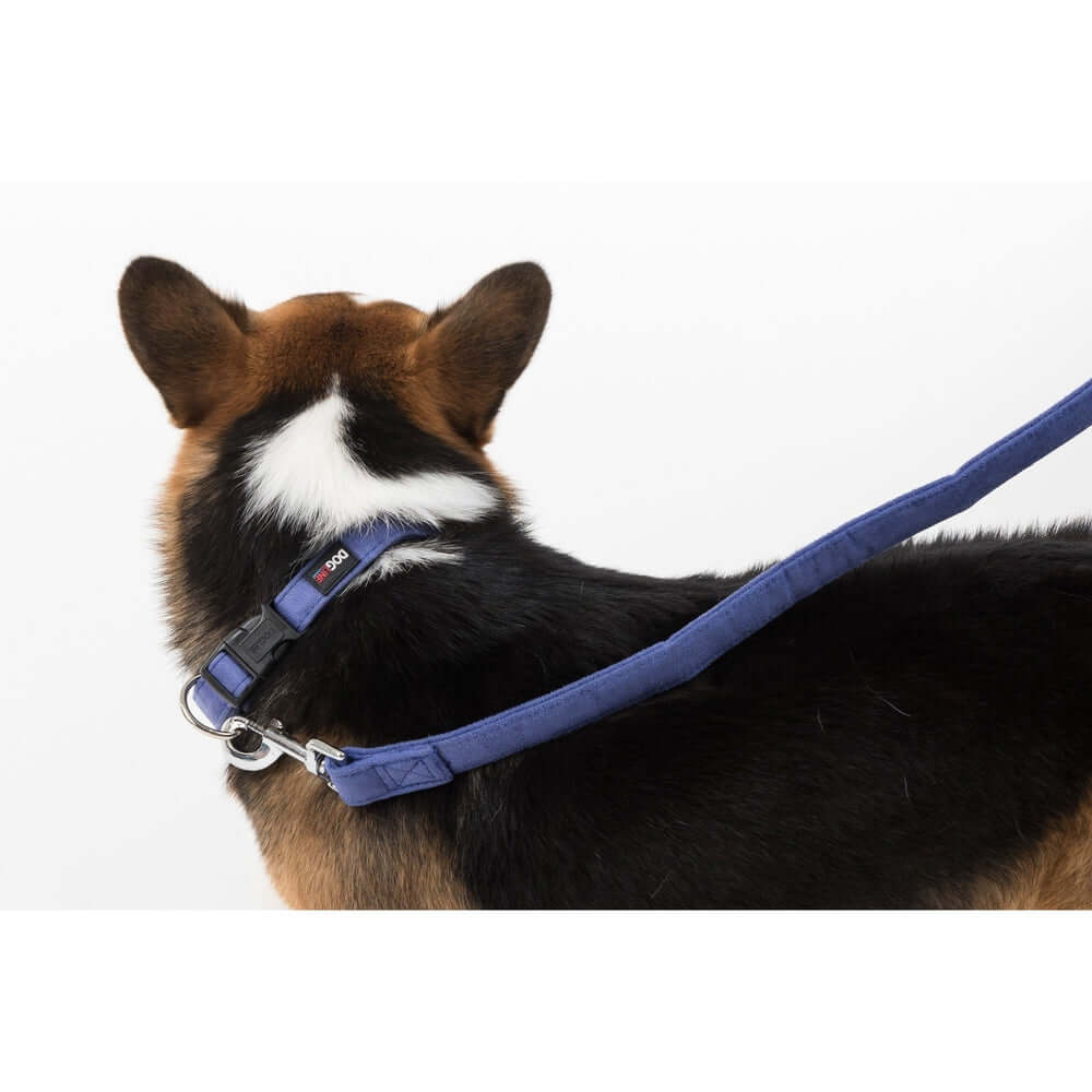 a huskie wearing a Comfort microfiber flat dog collar with soft padded lining and adjustable buckle for everyday wear
