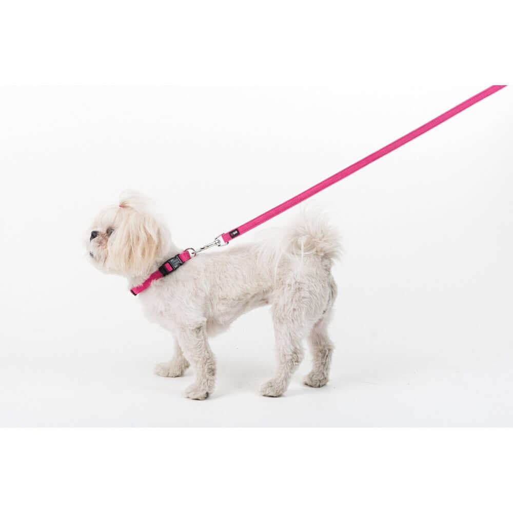 a white dog wearing a Comfort microfiber flat dog collar with soft padded lining and adjustable buckle for everyday wear