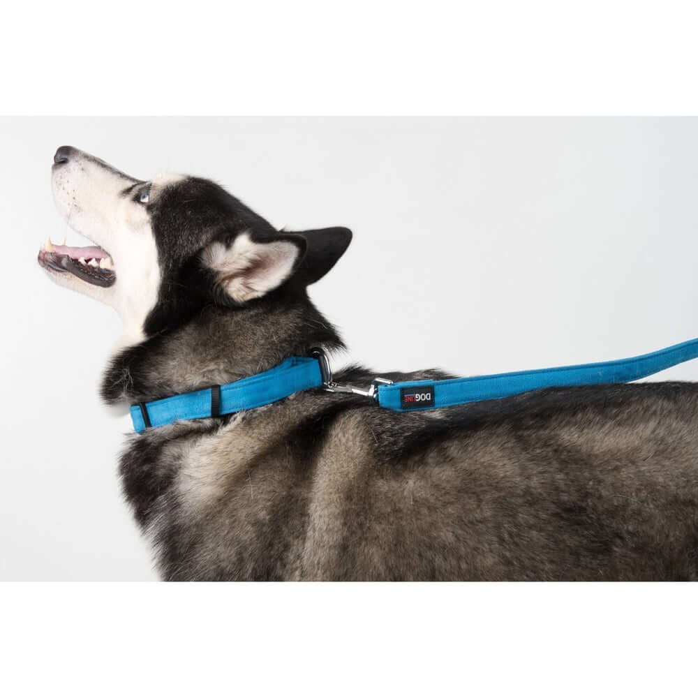 a huskie wearing a Comfort microfiber flat dog collar with soft padded lining and adjustable buckle for everyday wear