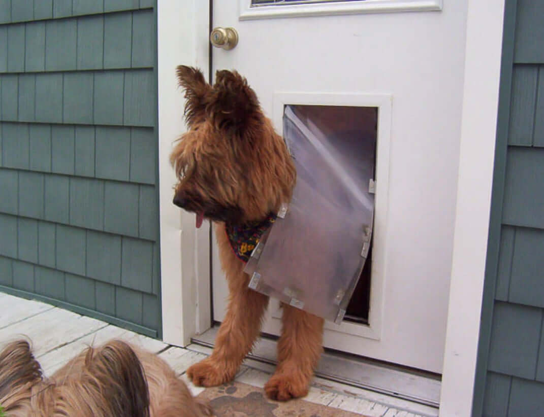 Halie pet door for dogs and cats installed in a standard door, featuring a secure flap and weather-resistant frame for easy pet access