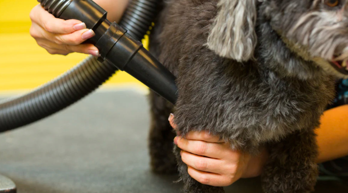 Dog being dried with Metrovac Air Force Blaster high-velocity pet and dog grooming dryer with powerful airflow for quick, heat-free drying.