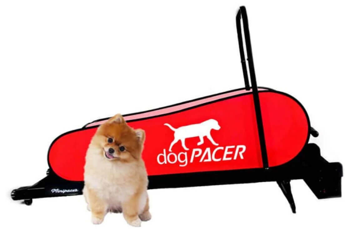 DogPACER MiniPacer Treadmill Dog Treadmill for small dogs and indoor use.  dog exercise equipment, best dog treadmill canine treadmill motorized treadmill