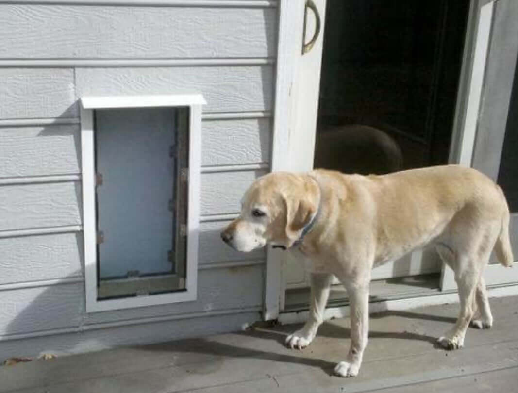 Pet door designed for walls, suitable for both dogs and cats, allowing easy access for pets while