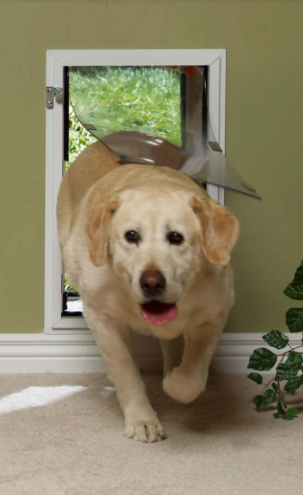 Pet door designed for walls, suitable for both dogs and cats, allowing easy access for pets while