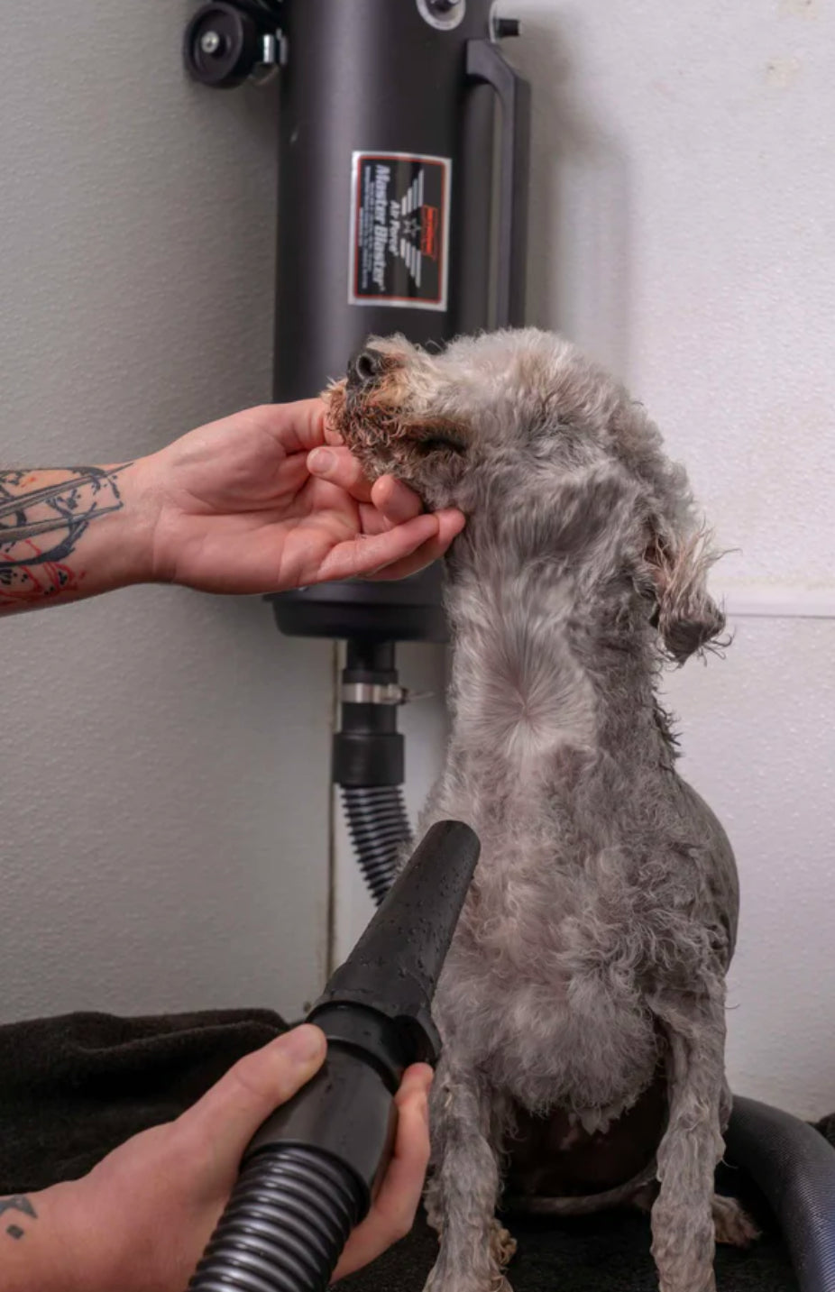 lady drying dog using Metrovac Air Force Master Blaster high-velocity pet dryer with dual 4.0 HP motors, 58,500 FPM airflow, and no heating element for safe, efficient grooming.