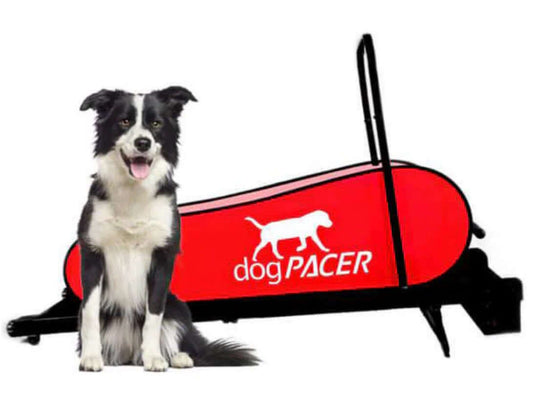 DogPacer LF 3.1 Folding Electric Dog Treadmill for small and large dogs for indoor use.  dog exercise equipment, best dog treadmill canine treadmill