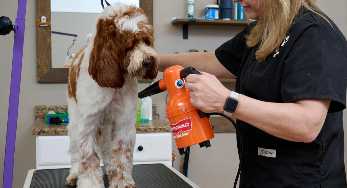 Metrovac Air Force Quick Draw Pet & Dog Grooming Dryer Professional Pet Dryer picture of a dog being dried off with dog blow dryer