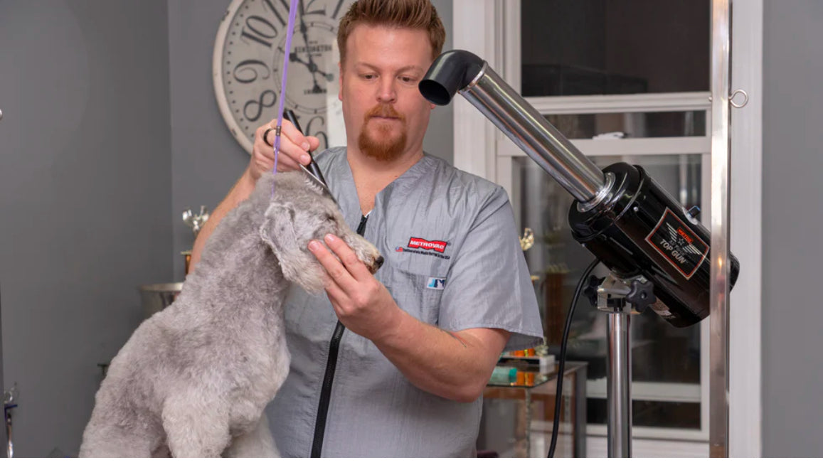 video showing how to use Metrovac Air Force Top Gun Variable Speed Pet & Dog Grooming Dryer Professional Pet Dryer with a dog being blow dried